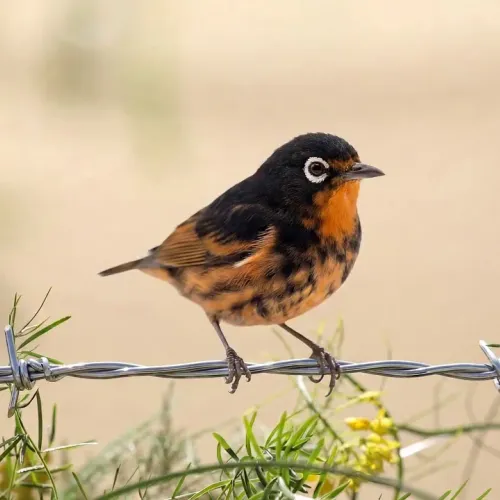 Birds Observations