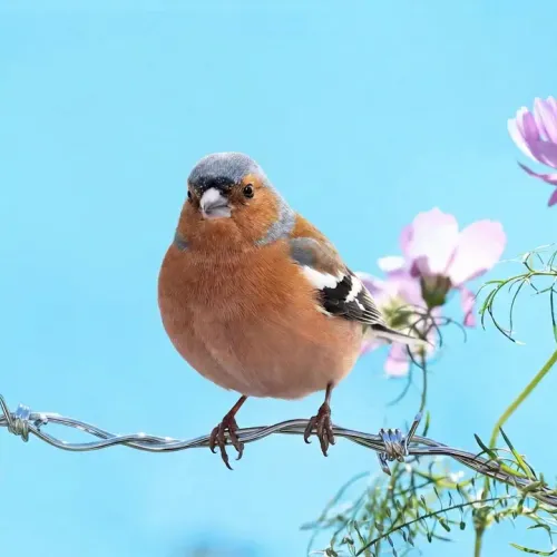 Birds Observations