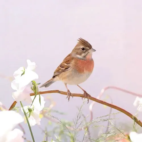 Birds Observations