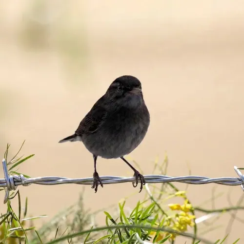Birds Observations