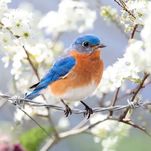 Birds Observations