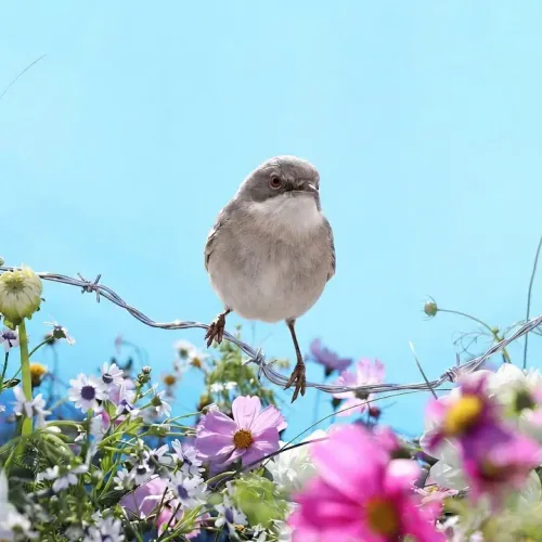Birds Observations