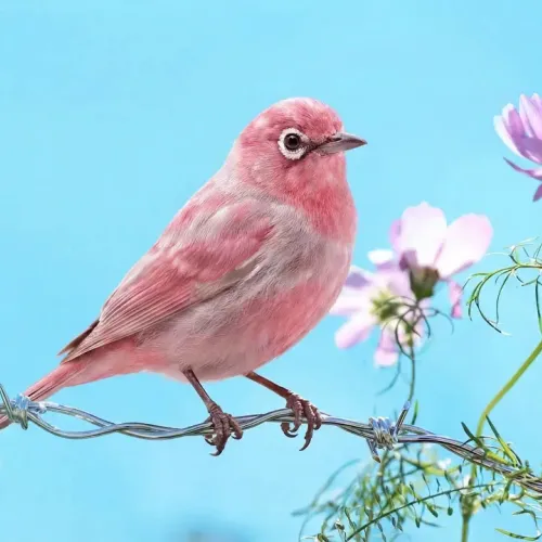 Birds Observations