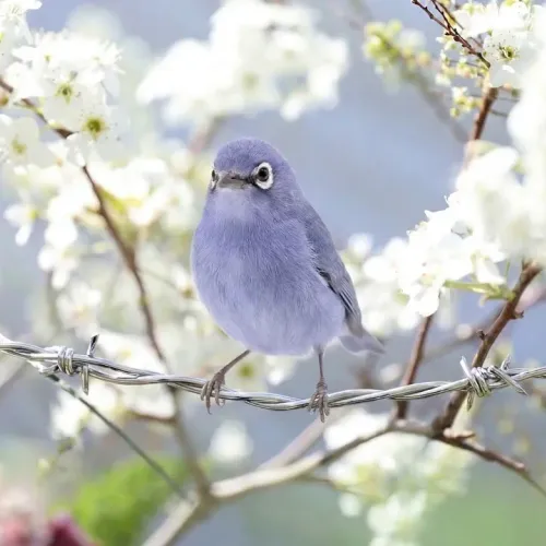 Birds Observations