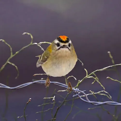 Birds Observations