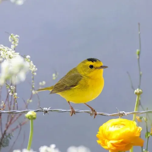 Birds Observations