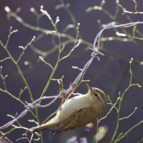 Birds Observations