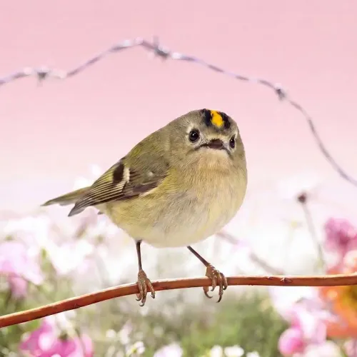 Birds Observations