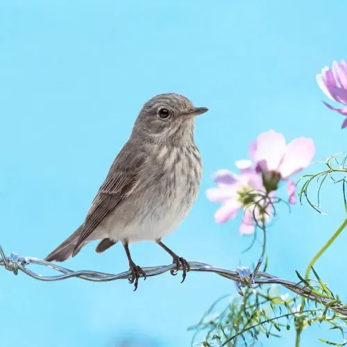 Birds Observations