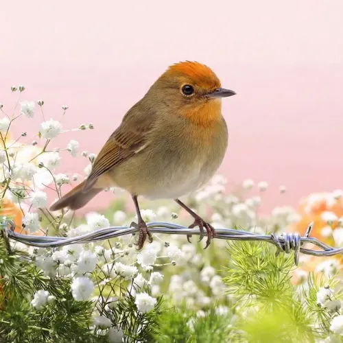 Birds Observations