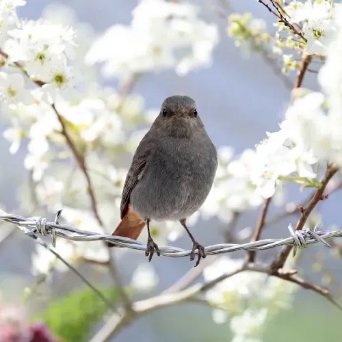 Birds Observations