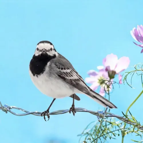 Birds Observations