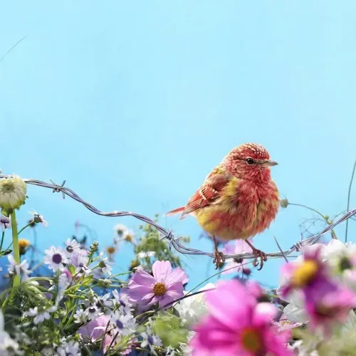 Birds Observations