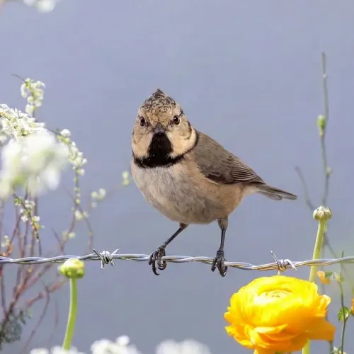 Birds Observations