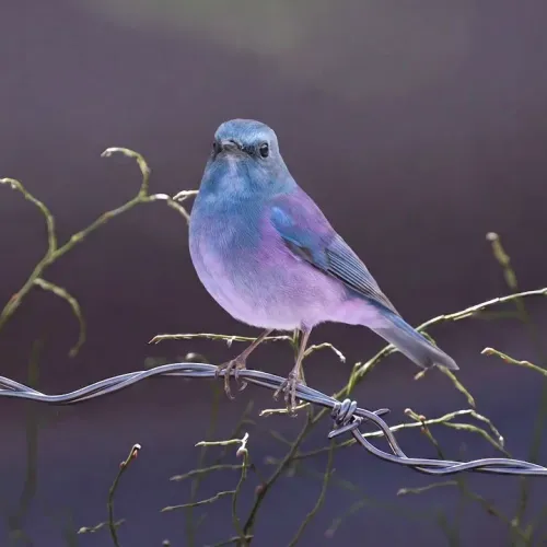 Birds Observations