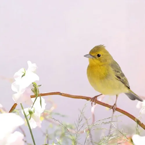 Birds Observations