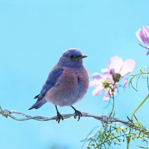 Birds Observations