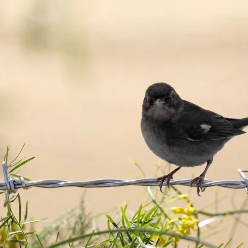 Birds Observations