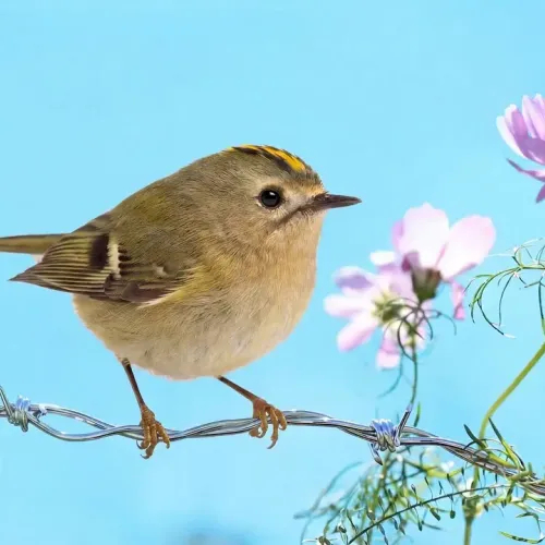 Birds Observations