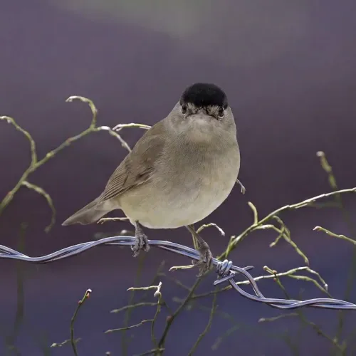 Birds Observations