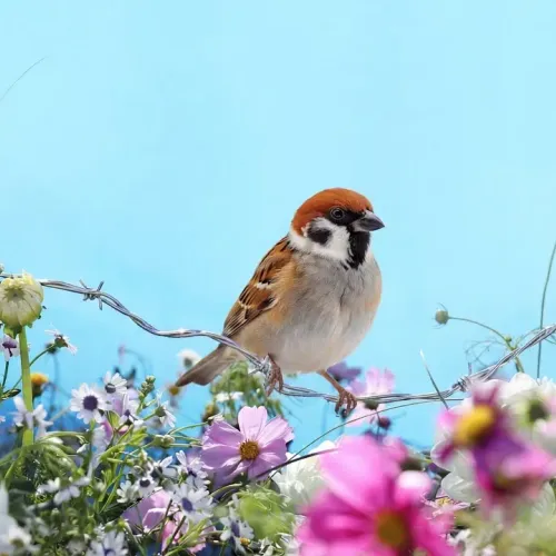 Birds Observations