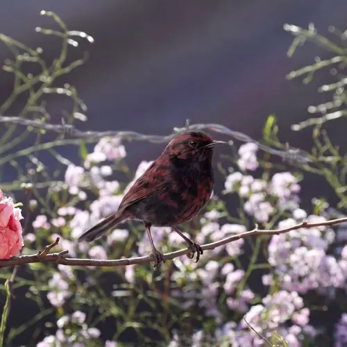 Birds Observations