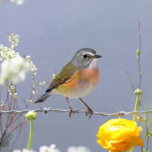 Birds Observations