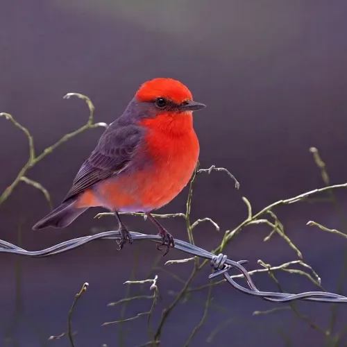 Birds Observations
