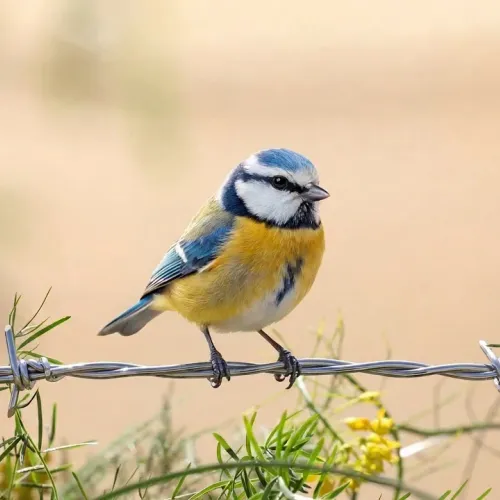 Birds Observations