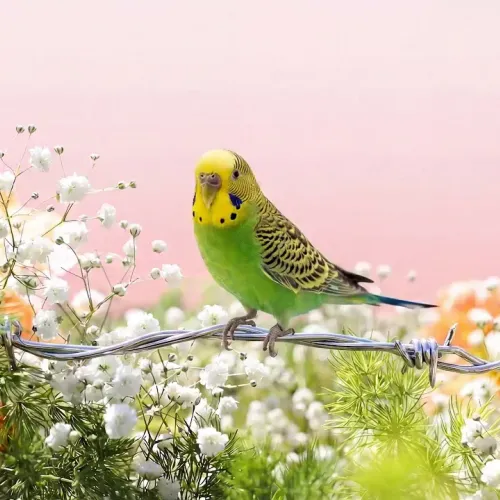 Birds Observations