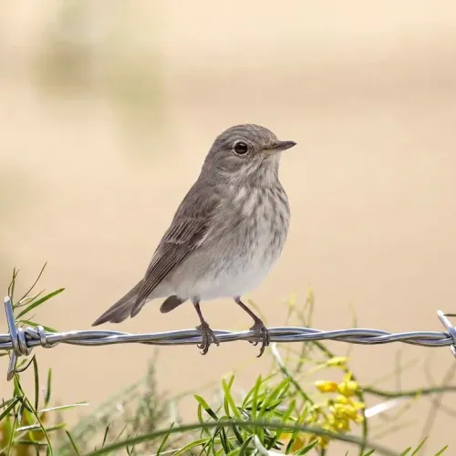 Birds Observations