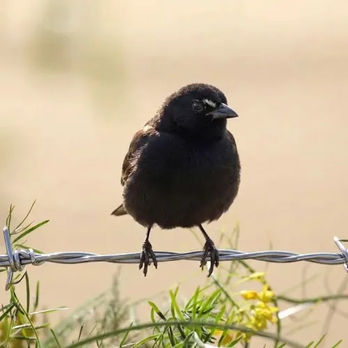 Birds Observations