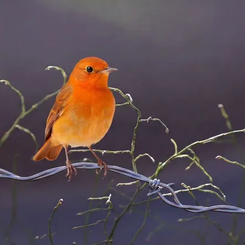 Birds Observations