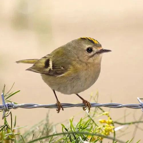 Birds Observations
