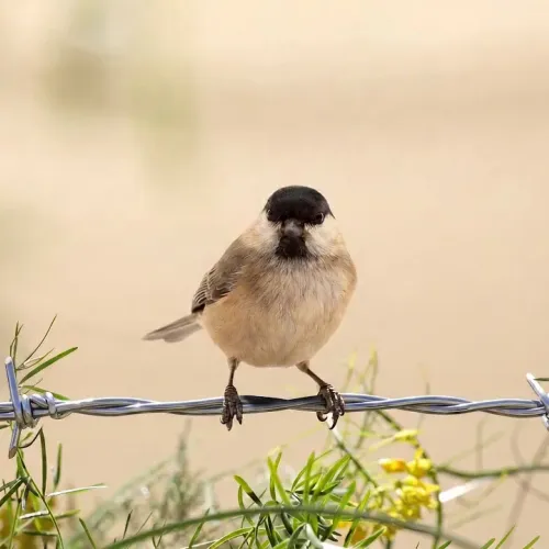 Birds Observations