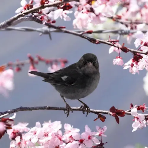 Birds Observations