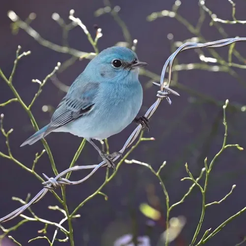 Birds Observations