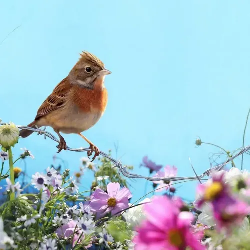 Birds Observations