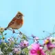 Birds Observations