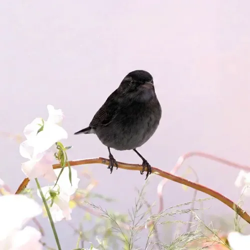 Birds Observations