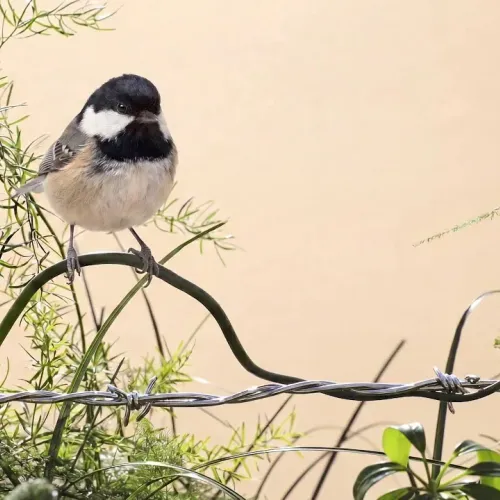 Birds Observations