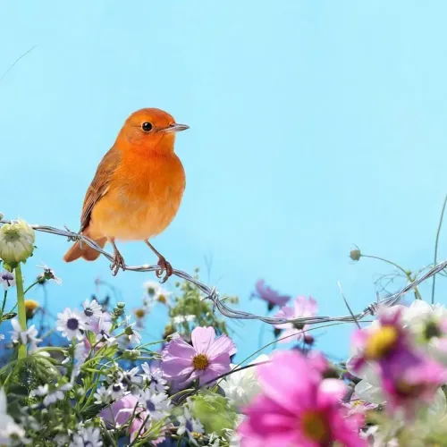 Birds Observations