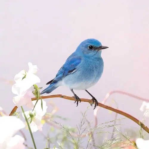 Birds Observations