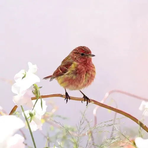 Birds Observations