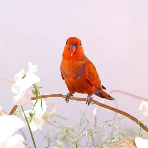 Birds Observations