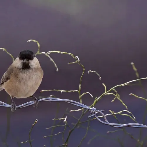 Birds Observations
