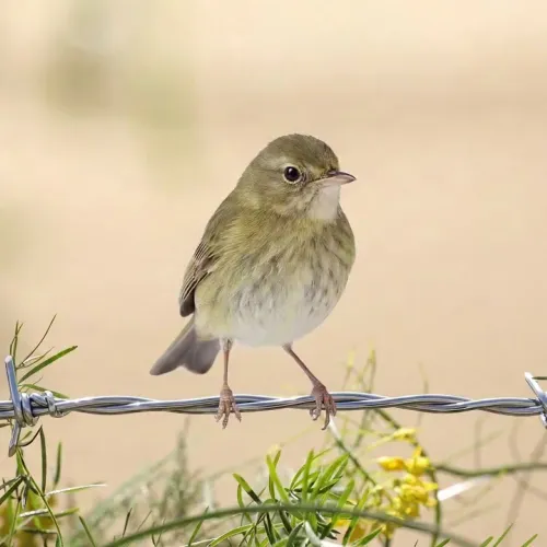 Birds Observations