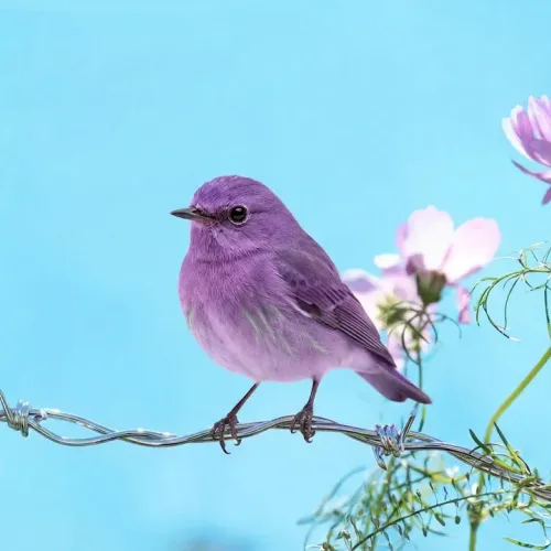 Birds Observations