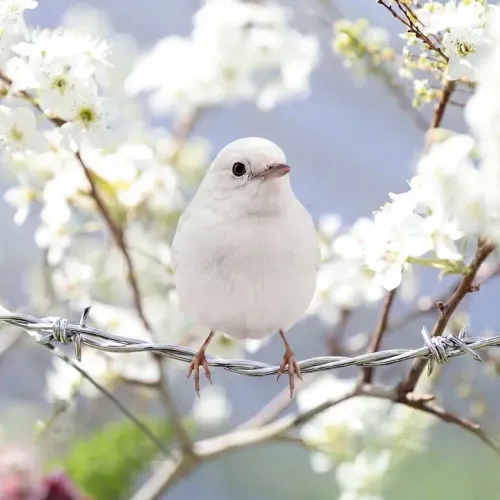 Birds Observations