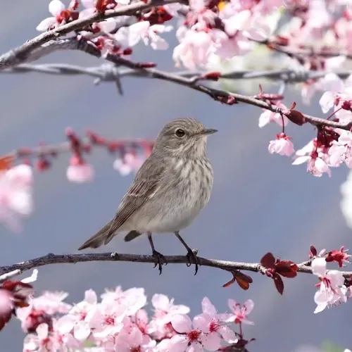 Birds Observations